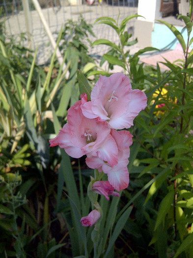 gladiola - flori de gradina 2012