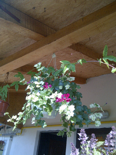 musc - flori de gradina 2012