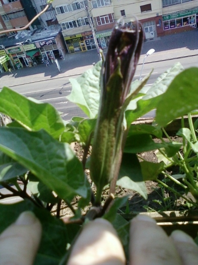 5 august 2012-flori 057 - brugmansia si datura