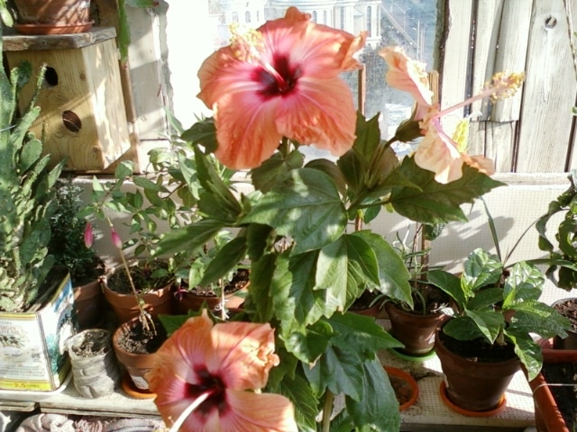 5 august 2012-flori 012 - hibiscus