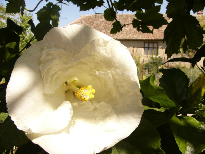 Byron Metts - Hibiscus