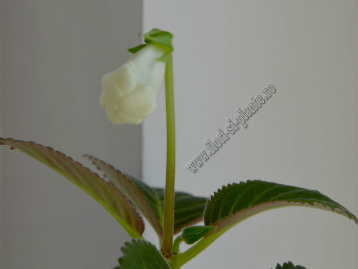 Sinningia Lena s vita - GLOXINIA _ SINNINGIA