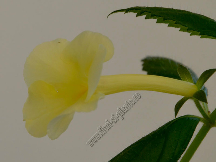 Achimenantha Himalayan Sunrise - ACHIMENES II