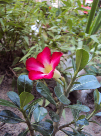 DSC08731 - Adenium