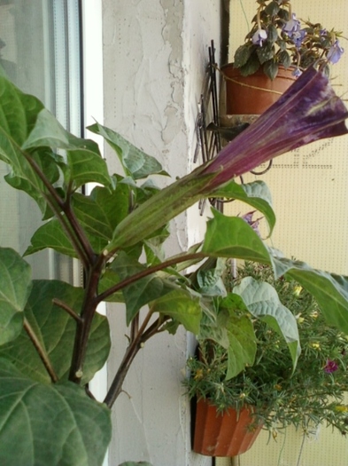 6 august 2012-flori 040 - brugmansia si datura