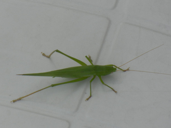 Green grasshopper, 04aug2012; Omocestus viridulus.
