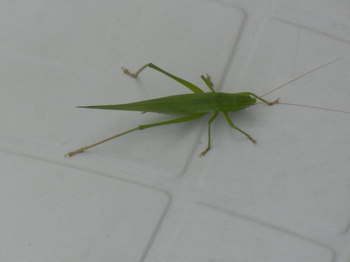 Green grasshopper, 04aug2012; Omocestus viridulus.
