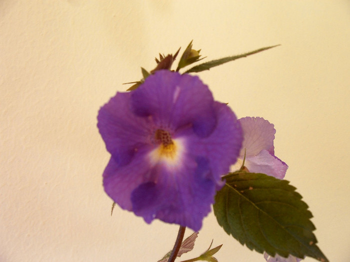 Purple King - ACHIMENES