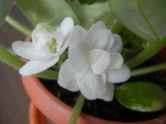 Semi-Double White Violet (2012, Aug.08) - Saintpaulia White Semi D