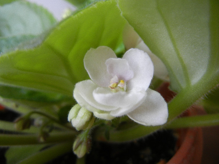 Semi-Double White Violet (2012, Aug.08)