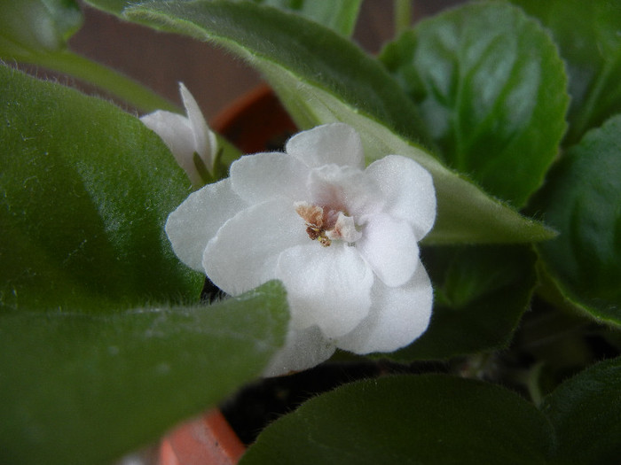 Semi-Double White Violet (2012, Aug.08) - Saintpaulia White Semi D