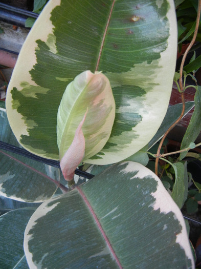 Ficus elastica Tineke (2012, Aug.09)