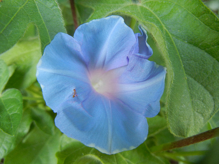 Picotee Morning Glory (2012, Aug.09)