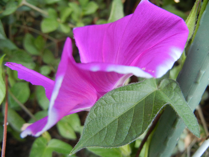 Picotee Morning Glory (2012, Aug.09)