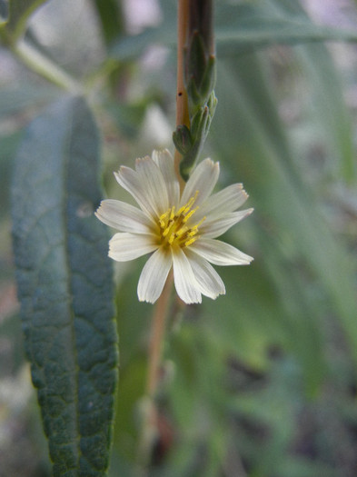 Lactuca serriola (2012, August 09)