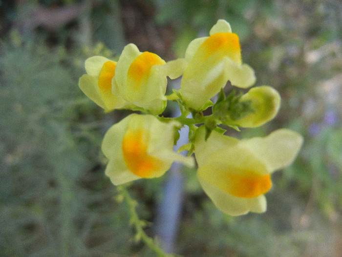 Common Toadflax (2012, Aug.09)