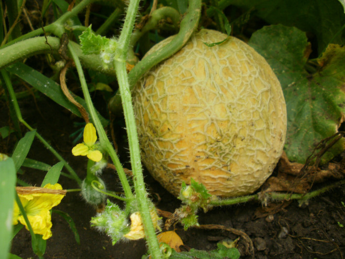 P8095897 - Gradina de legume 2012