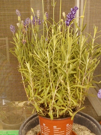 lavanda "blue scent"; primita ieri de la sotul meu...!
