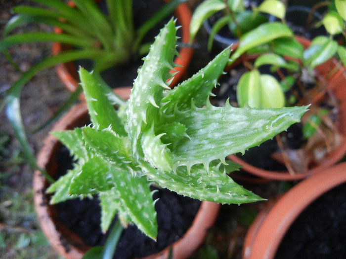 Aloe squarrosa (2012, Aug.11) - Aloe squarrosa