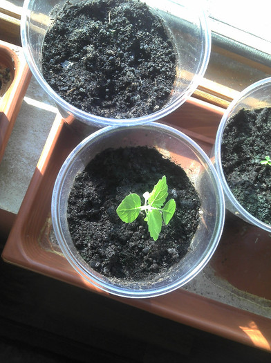 2012-06-23 08.52.15; nu toate semintele germineaza identic, dupa unele ma rugam sa creasca
