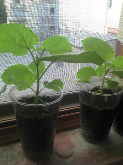 2012-07-10 06.46.11 - Paulownia