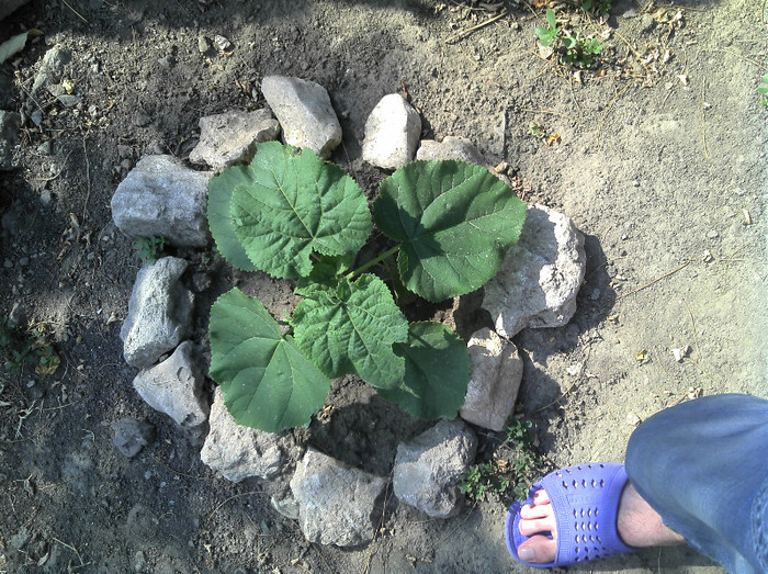 2012-08-05 16.47.19 - Paulownia