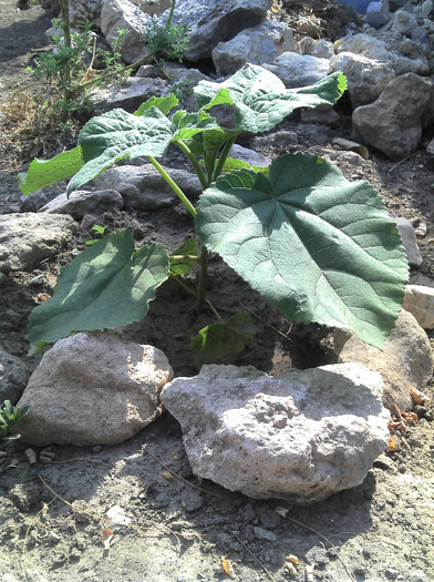 2012-08-05 16.47.26 - Paulownia