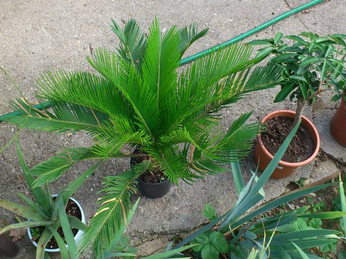 cycas - frunze noi