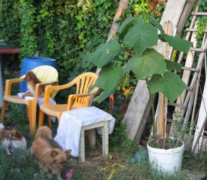 Fat-frumos din galeata in august 2012 - Arborele Printesei-Paulownia tomentosa