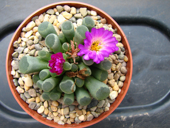 Frithia pulchra