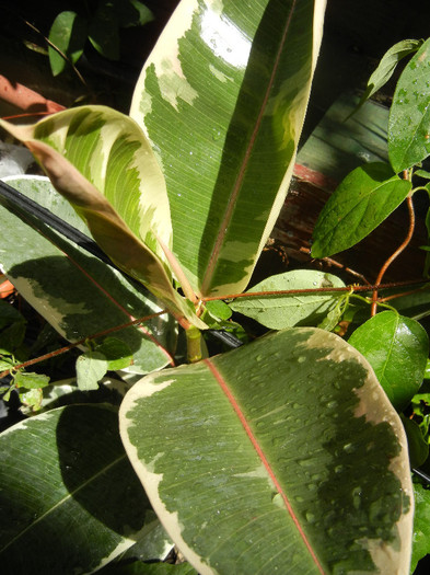 Ficus elastica Tineke (2012, Aug.13)