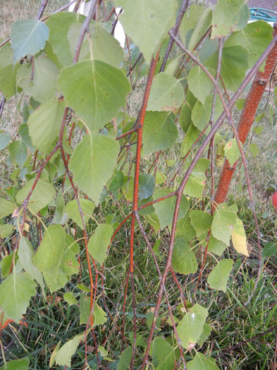 Betula pendula Youngii (2012, Aug.11)