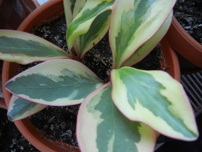 Peperomia clusiifolia (2011, Oct.27)