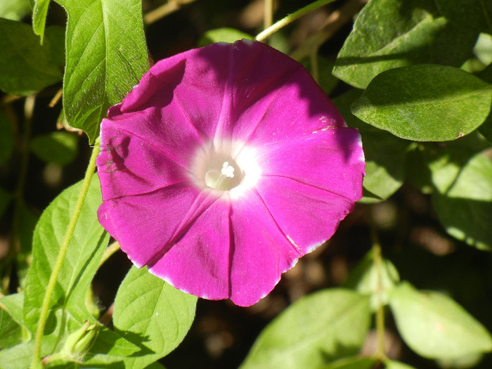 Picotee Morning Glory (2012, Aug.14)