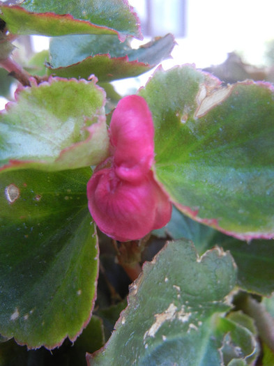 Wax Begonia (2012, August 13) - Begonia semperflorens