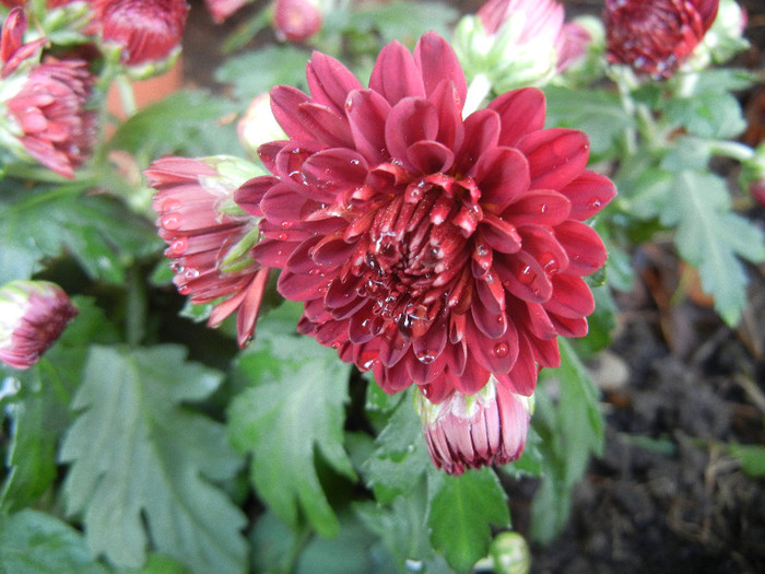 Red Chrysanthemum (2012, Aug.11)