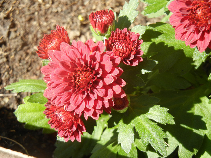 Red Chrysanthemum (2012, Aug.14)