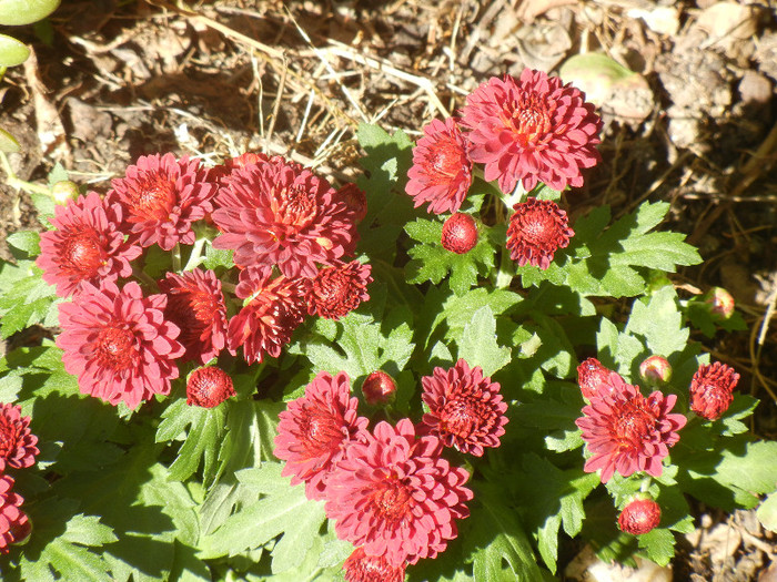 Red Chrysanthemum (2012, Aug.14)