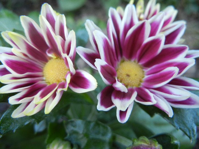 Purple & White Chrysanth (2012, Aug.15)