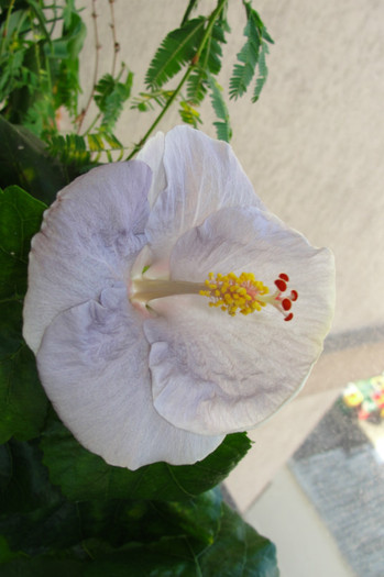 Hibiscus Cajun Blue