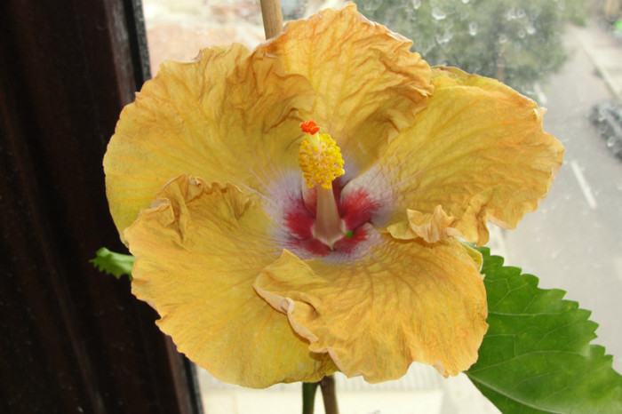 12.08.12 - B-hibiscus de la Gommer 2012