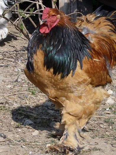 Rooster