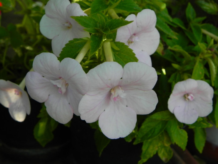 Double pink rose - Achimenes