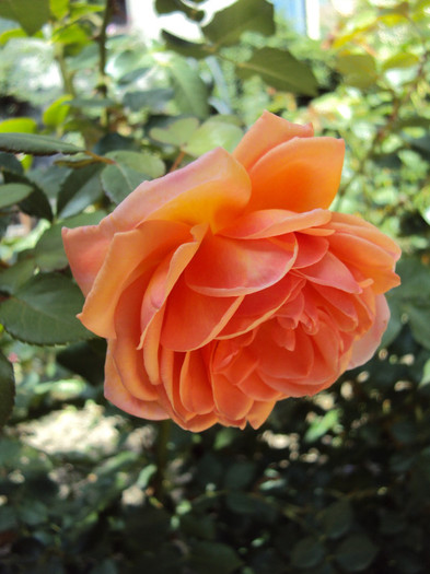 DSC09319 - Abraham Darby