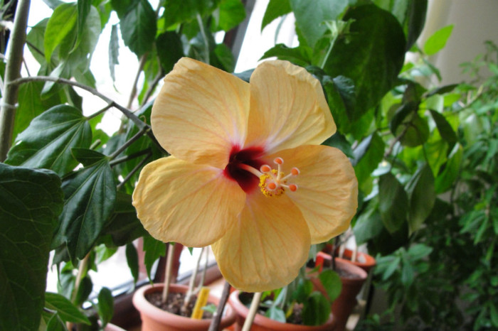 DSC03438 - B-hibiscus-2012 3