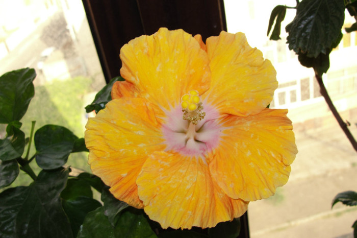 DSC03459 - B-hibiscus-2012 3