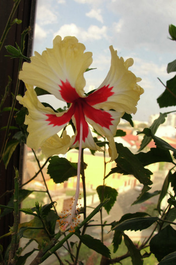 DSC03472 - B-hibiscus-2012 3