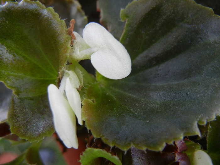 Begonia semperflorens (2012, August 17)