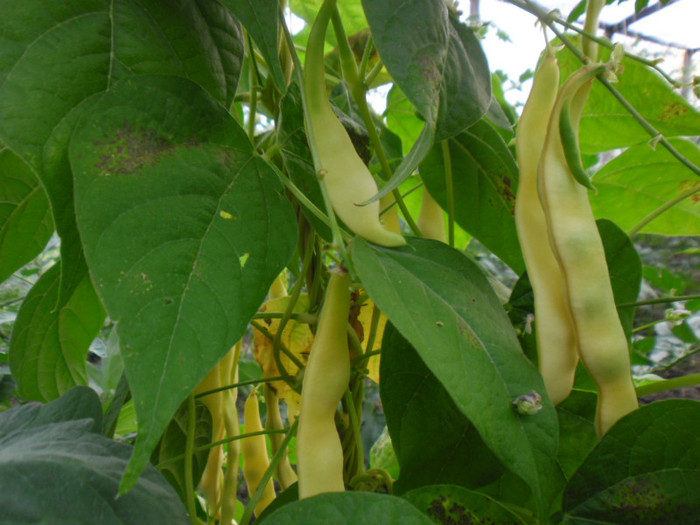 Aurie de Bacau pastai