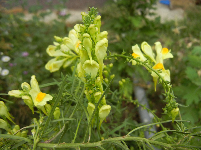 Linaria vulgaris (2012, August 19)